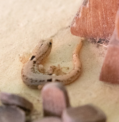 Sphaerodactylus