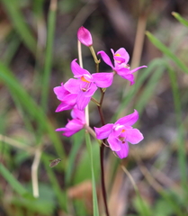 Calopogon multiflorus