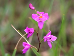 Calopogon multiflorus