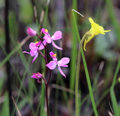 Calopogon multiflorus