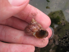 Maurea punctulata