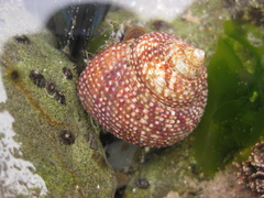 Maurea punctulata