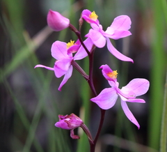 Calopogon multiflorus
