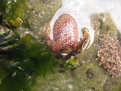 Maurea punctulata