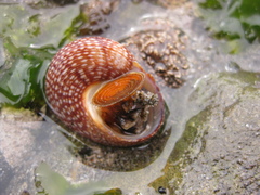 Maurea punctulata