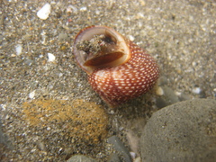 Maurea punctulata