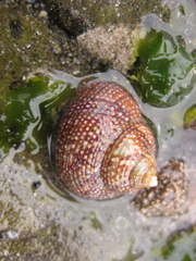 Maurea punctulata