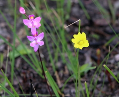 Calopogon multiflorus