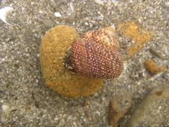 Maurea punctulata