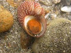 Maurea punctulata