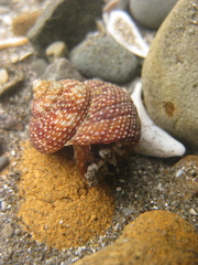 Maurea punctulata
