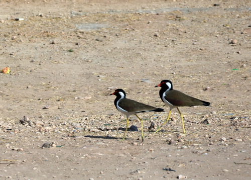 Red-wattled Lapwing