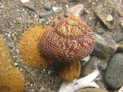 Maurea punctulata