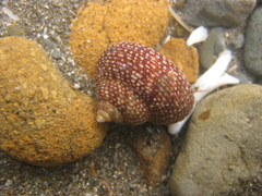 Maurea punctulata