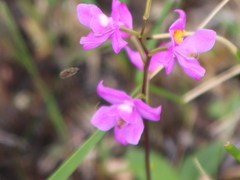 Calopogon multiflorus
