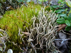 Cladonia cornuta cornuta