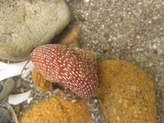 Maurea punctulata