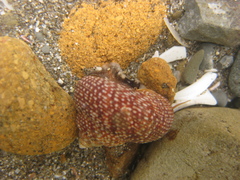 Maurea punctulata