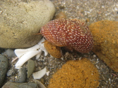 Maurea punctulata