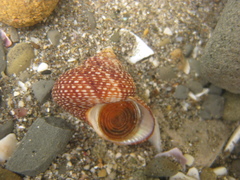 Maurea punctulata
