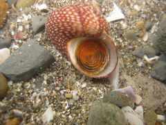 Maurea punctulata