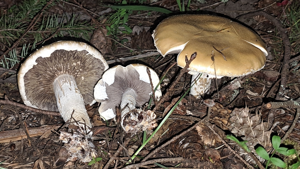 Stropharia ambigua · April 2026 · photo: © dgwdoesthings (iNaturalist, cc0)