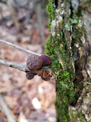 Disholcaspis quercusmamma