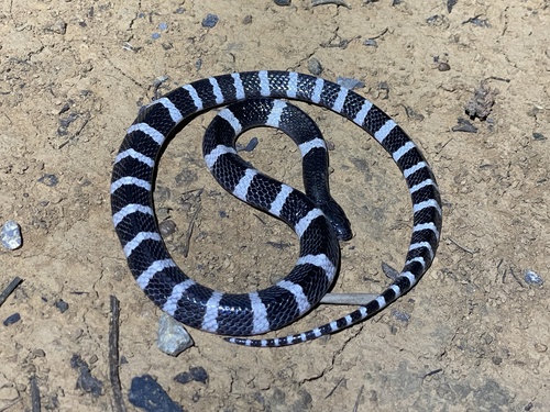 Many-banded Krait