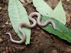 Carphophis amoenus helenae
