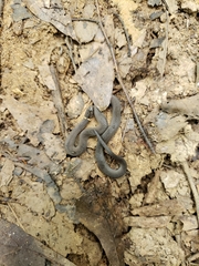 Diadophis punctatus stictogenys