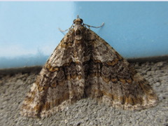 Esakiopteryx volitans
