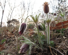 Pulsatilla cernua