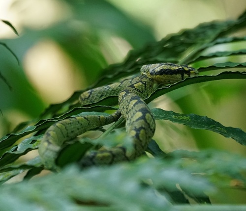 Sri Lankan Green Pit Viper