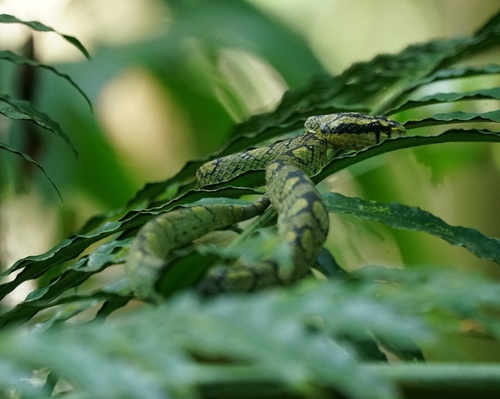 Sri Lankan Green Pit Viper