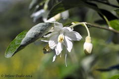 Styrax officinalis