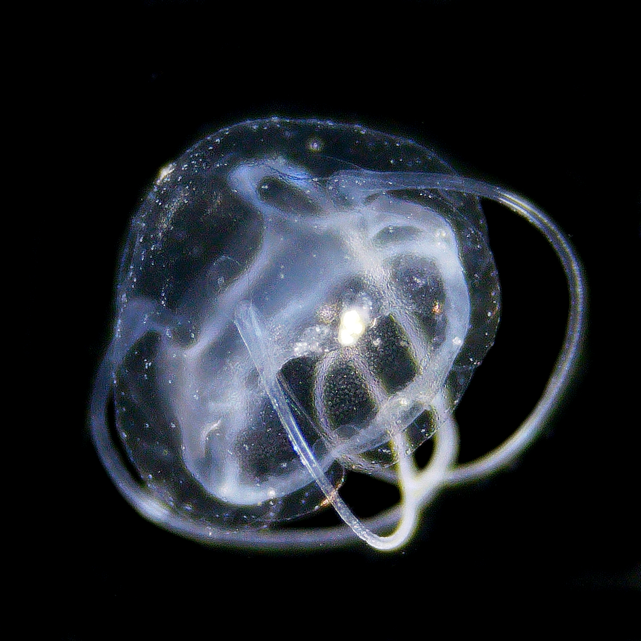 Solmundaegina nematophora Lindsay, 2017