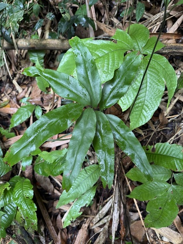 Taenitis blechnoides observed 2026-04-21
