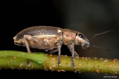 Brachyderes lusitanicus