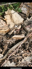 Thamnophis butleri