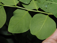 Phyllanthus cernuus, photograph Thomas Mesaglio, CC BY, iNaturalist via GBIF