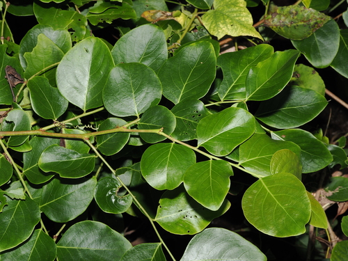 Phyllanthus cernuus