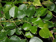 Phyllanthus cernuus