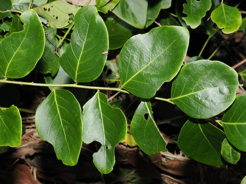 Phyllanthus cernuus, photograph 2