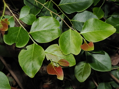 Phyllanthus cernuus, photograph Thomas Mesaglio, CC BY, iNaturalist via GBIF