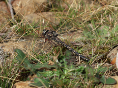 Austroaeschna parvistigma