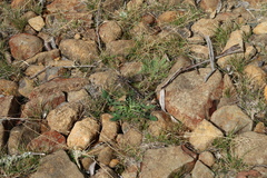 Austroaeschna parvistigma