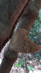 Archaeoprepona demophon centralis