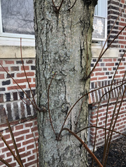 Gleditsia triacanthos