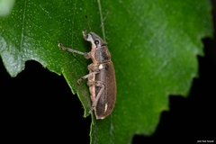 Brachyderes lusitanicus