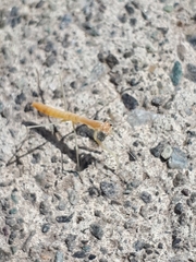 Mantidae